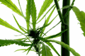CBD or Hemp Seed Oil – What’s the Difference?
